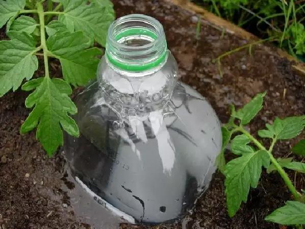 水中的植物有哪一些 05621529370562336.jpg